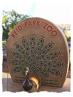 Reid Park Zoo Peacock