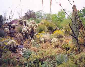 ASDM desert gardens