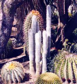 B&B Cactus garden