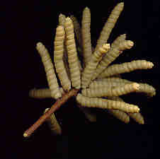 Screwbean Mesquite seed pods